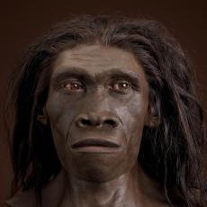 Image of homo erectus